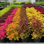Diferentes variedades de Coleus lado a lado.