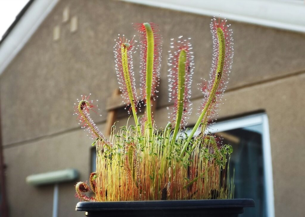 Drosera em vaso, com folhas cobertas por tentáculos vermelhos e gotas brilhantes de mucilagem, adaptada para capturar insetos.