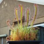 Drosera em vaso, com folhas cobertas por tentáculos vermelhos e gotas brilhantes de mucilagem, adaptada para capturar insetos.