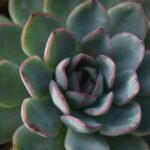 Echeveria Elegans em close-up, com folhas verdes e bordas rosadas em formato de roseta simétrica.
