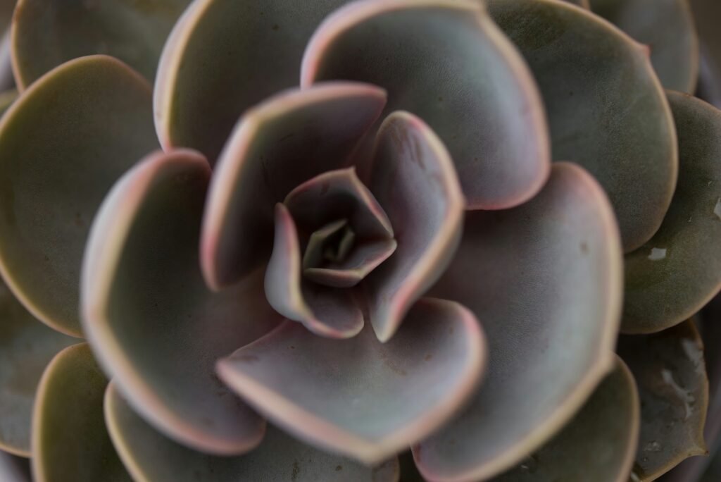 Echeveria Perle von Nürnberg em close-up, com folhas lilás e bordas rosadas formando uma roseta elegante.