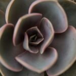 Echeveria Perle von Nürnberg em close-up, com folhas lilás e bordas rosadas formando uma roseta elegante.