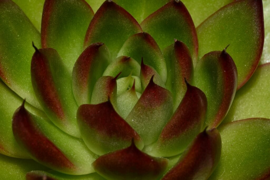 Echeveria agavoides em close-up, com folhas verdes e pontas avermelhadas, formando uma roseta compacta.