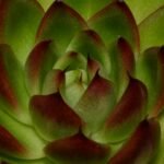 Echeveria agavoides em close-up, com folhas verdes e pontas avermelhadas, formando uma roseta compacta.