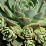 Echeveria com diversos brotos laterais ao redor da planta-mãe, prontos para propagação, em close-up detalhado.