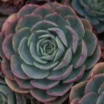 Echeveria com folhas verdes e bordas rosadas em formato de roseta, em close-up detalhado.