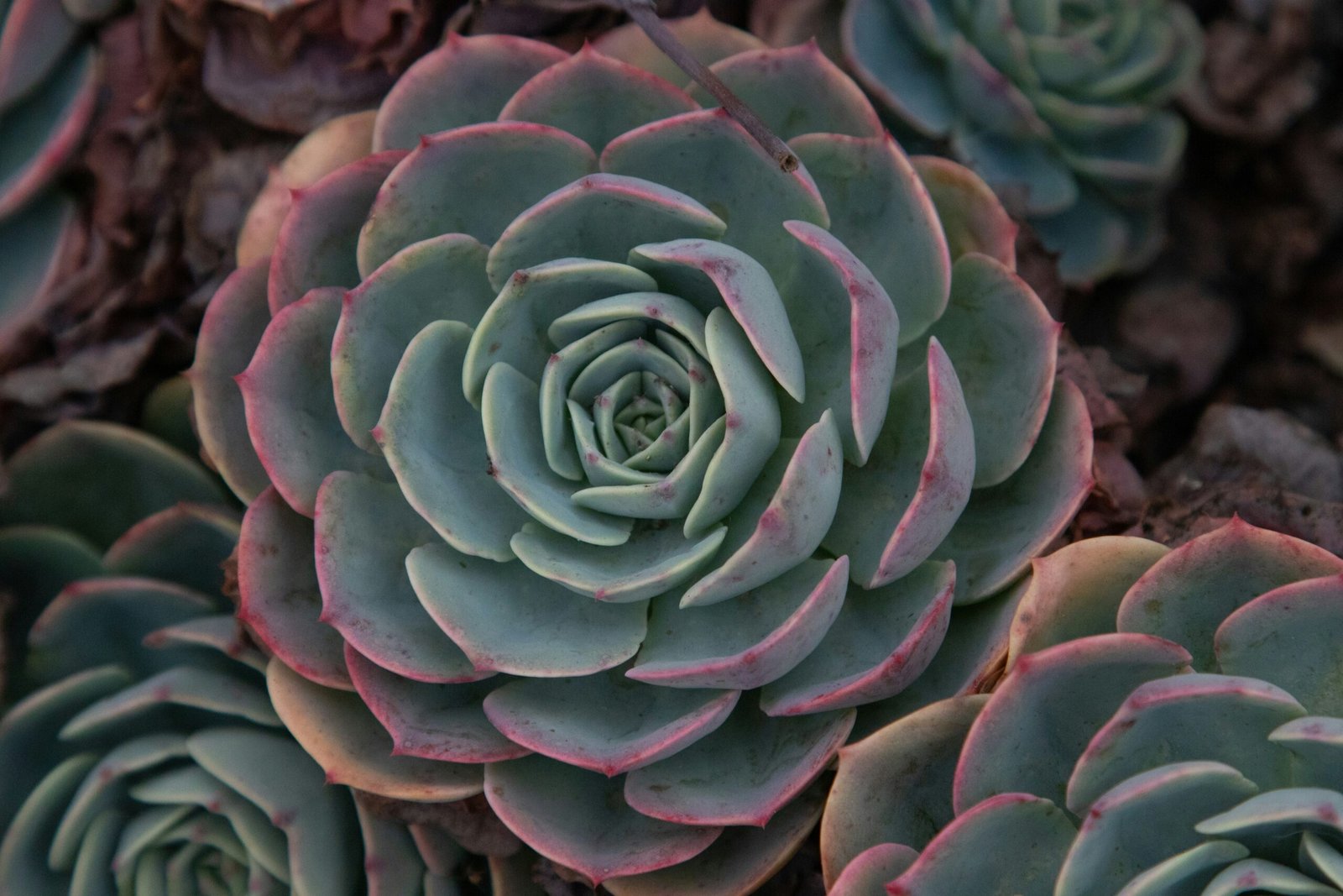 Echeveria com folhas verdes e bordas rosadas em formato de roseta, em close-up detalhado.
