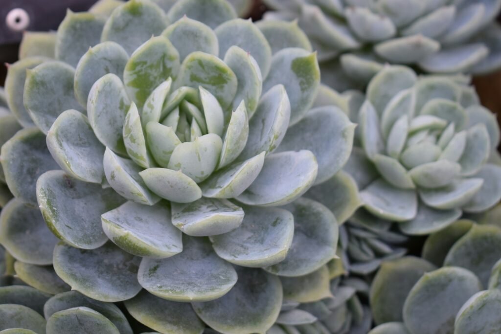 Echeveria elegans em close-up, com folhas verdes azuladas e formato compacto em roseta.