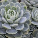 Echeveria elegans em close-up, com folhas verdes azuladas e formato compacto em roseta.