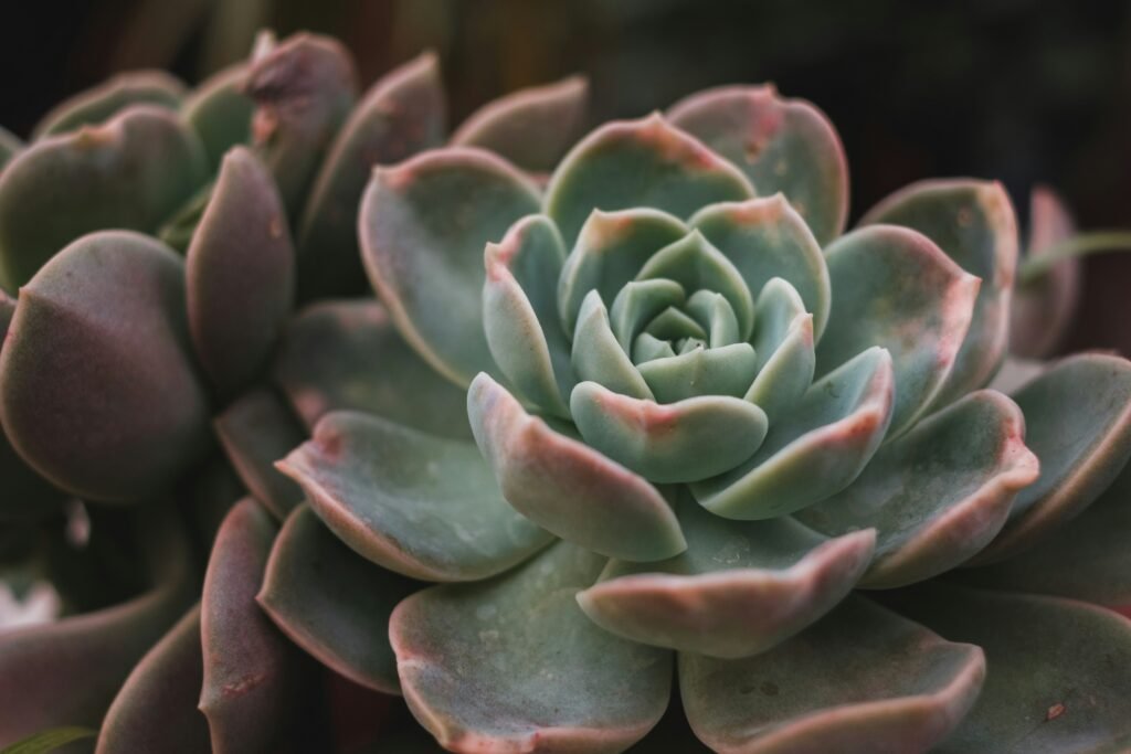 Echeveria em close-up, com folhas verdes e bordas levemente rosadas em formato de roseta.