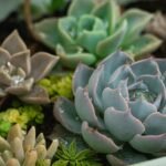 Echeveria em close-up com gotas de água sobre as folhas azuladas com bordas rosadas, cercada por outras suculentas.