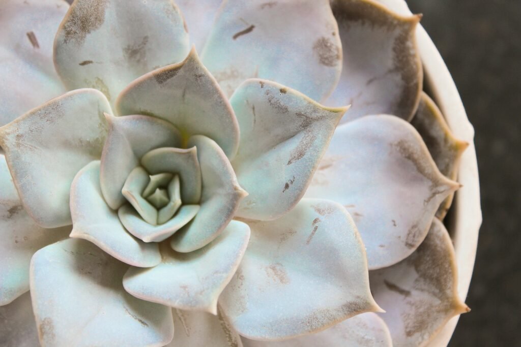 Echeveria lilacina em close-up, com folhas em tons de cinza e lilás formando uma roseta delicada.