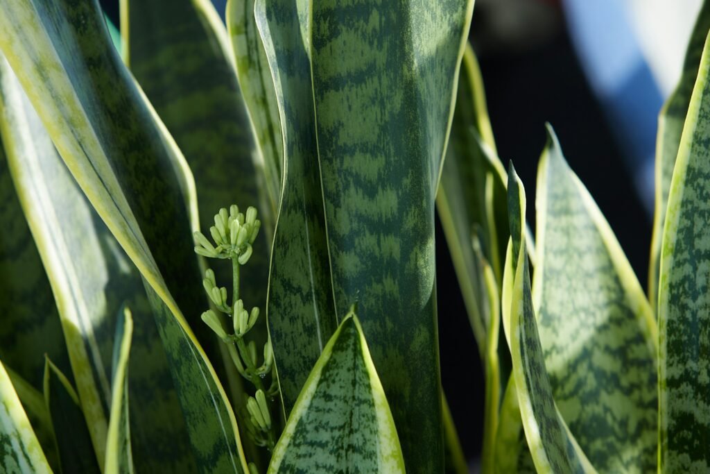 Close-up de folhas verdes e alongadas de uma Espada de São Jorge (Sansevieria) com bordas amareladas, mostrando um pequeno cacho de flores em brotação entre as folhas.
