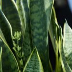 Close-up de folhas verdes e alongadas de uma Espada de São Jorge (Sansevieria) com bordas amareladas, mostrando um pequeno cacho de flores em brotação entre as folhas.