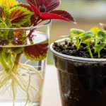 Estacas de Coleus enraizando em água.