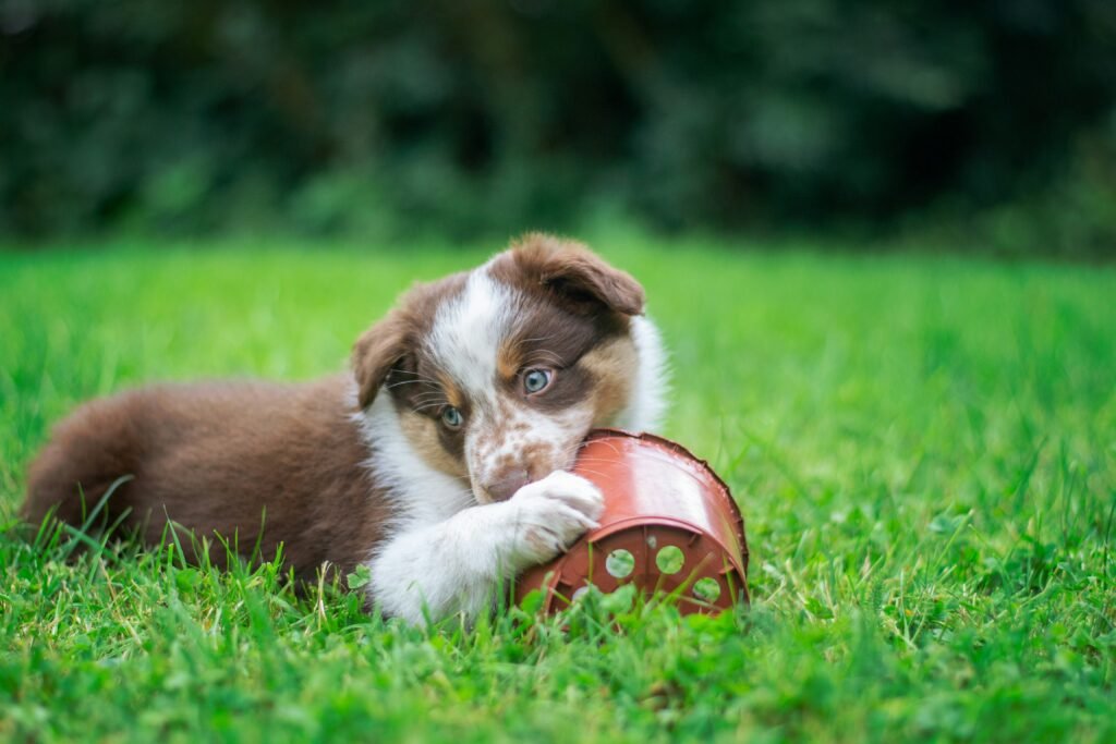 Filhote de cachorro brincando com um vaso de planta em um gramado verde.