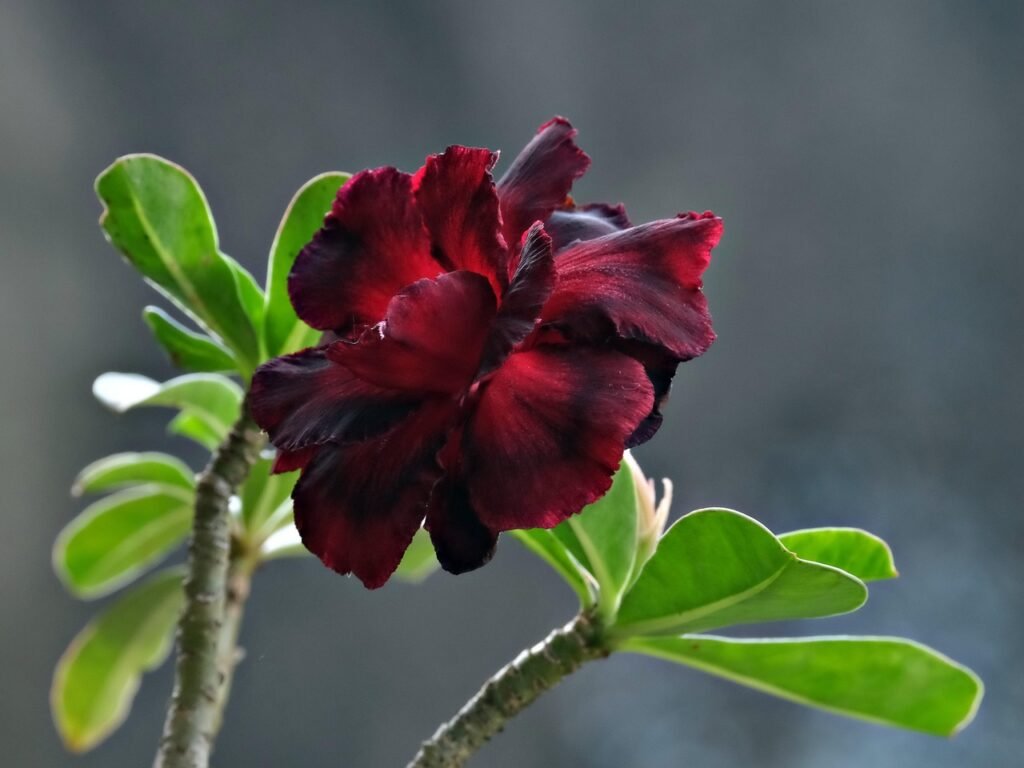 Flor de Rosa do Deserto negra em destaque, simbolizando resistência e beleza exótica, com folhas verdes ao fundo.