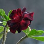 Flor de Rosa do Deserto negra em destaque, simbolizando resistência e beleza exótica, com folhas verdes ao fundo.