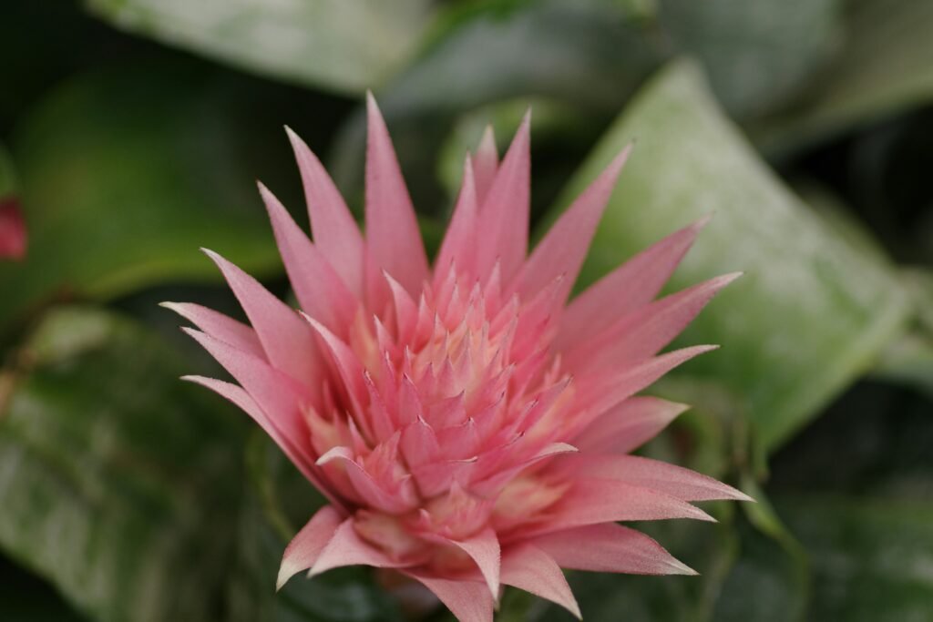 Flor de bromélia Aechmea fasciata em tom rosa suave, com pétalas pontiagudas e folhas verdes rajadas ao fundo.