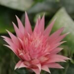 Flor de bromélia Aechmea fasciata em tom rosa suave, com pétalas pontiagudas e folhas verdes rajadas ao fundo.