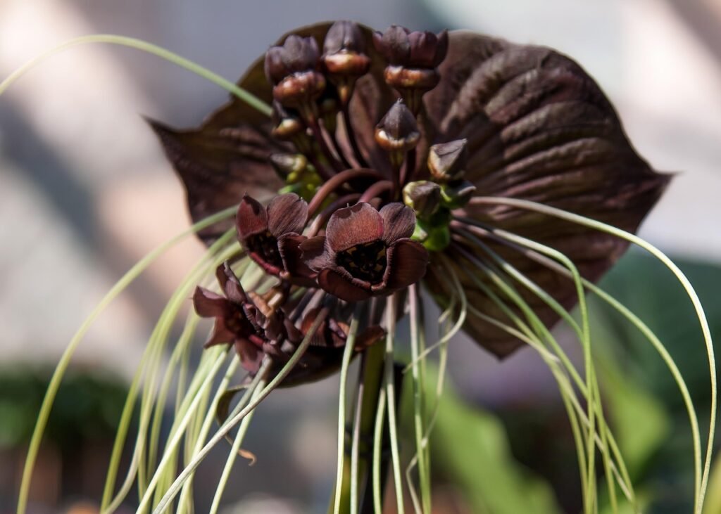 Flor exótica Tacca chantrieri, conhecida como orquídea-morcego, com pétalas escuras e longos filamentos, em close-up em ambiente natural.