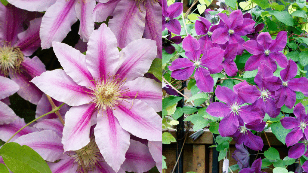 Flores da Clematis (Clematis spp.) em tons de rosa e roxo, exibindo pétalas delicadas e vibrantes em um jardim.