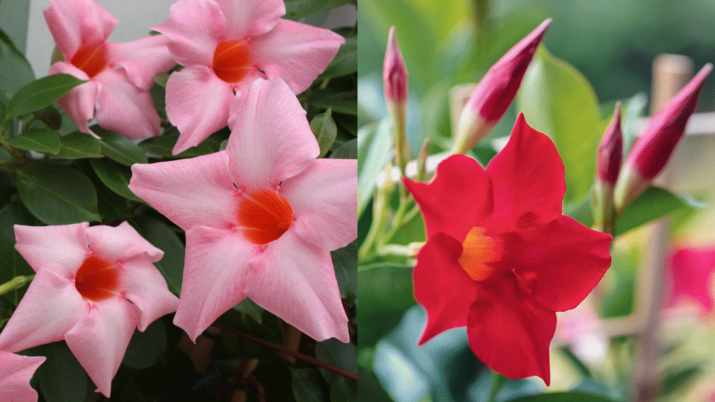 Flores rosa da Dipladênia, com pétalas delicadas e centro alaranjado, em contraste com a Dipladênia vermelha vibrante ao lado.