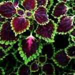 Folhagem de Coleus Coração-Magoado com folhas em tom vinho profundo e bordas verdes vibrantes, destacando seu visual marcante.
