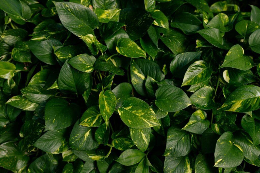 Folhagem de jiboia, uma das plantas para um jardim vertical interno, conhecida por sua resistência e beleza natural.