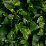 Folhagem de jiboia, uma das plantas para um jardim vertical interno, conhecida por sua resistência e beleza natural.