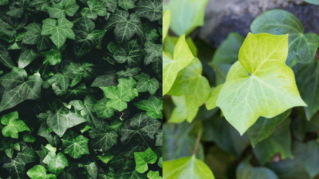 Folhagem densa de Hera (Hedera helix), com folhas verdes escuras e claras, usada para cobrir muros e paredes no inverno.