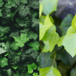 Folhagem densa de Hera (Hedera helix), com folhas verdes escuras e claras, usada para cobrir muros e paredes no inverno.