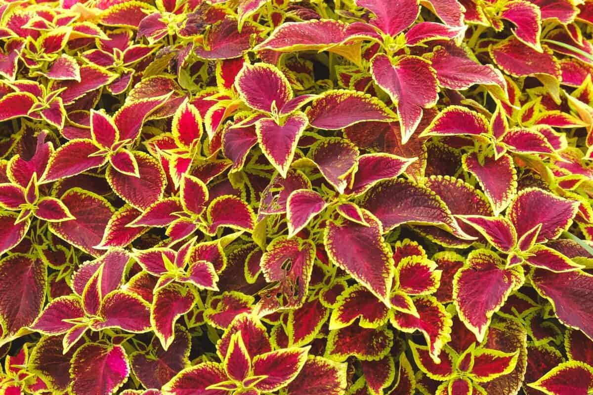 15 Tipos de Coleus Que Transformam Jardins e Vasos [2025]