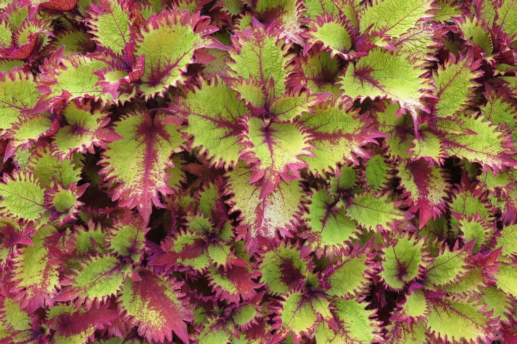 Folhagem vibrante do Coleus Coração-Magoado com tons de verde e bordas arroxeadas.