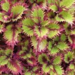 Folhagem vibrante do Coleus Coração-Magoado com tons de verde e bordas arroxeadas.