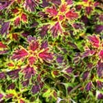 Folhagem vibrante do Coleus Coração-Magoado com tons de vermelho, roxo e bordas verdes marcantes