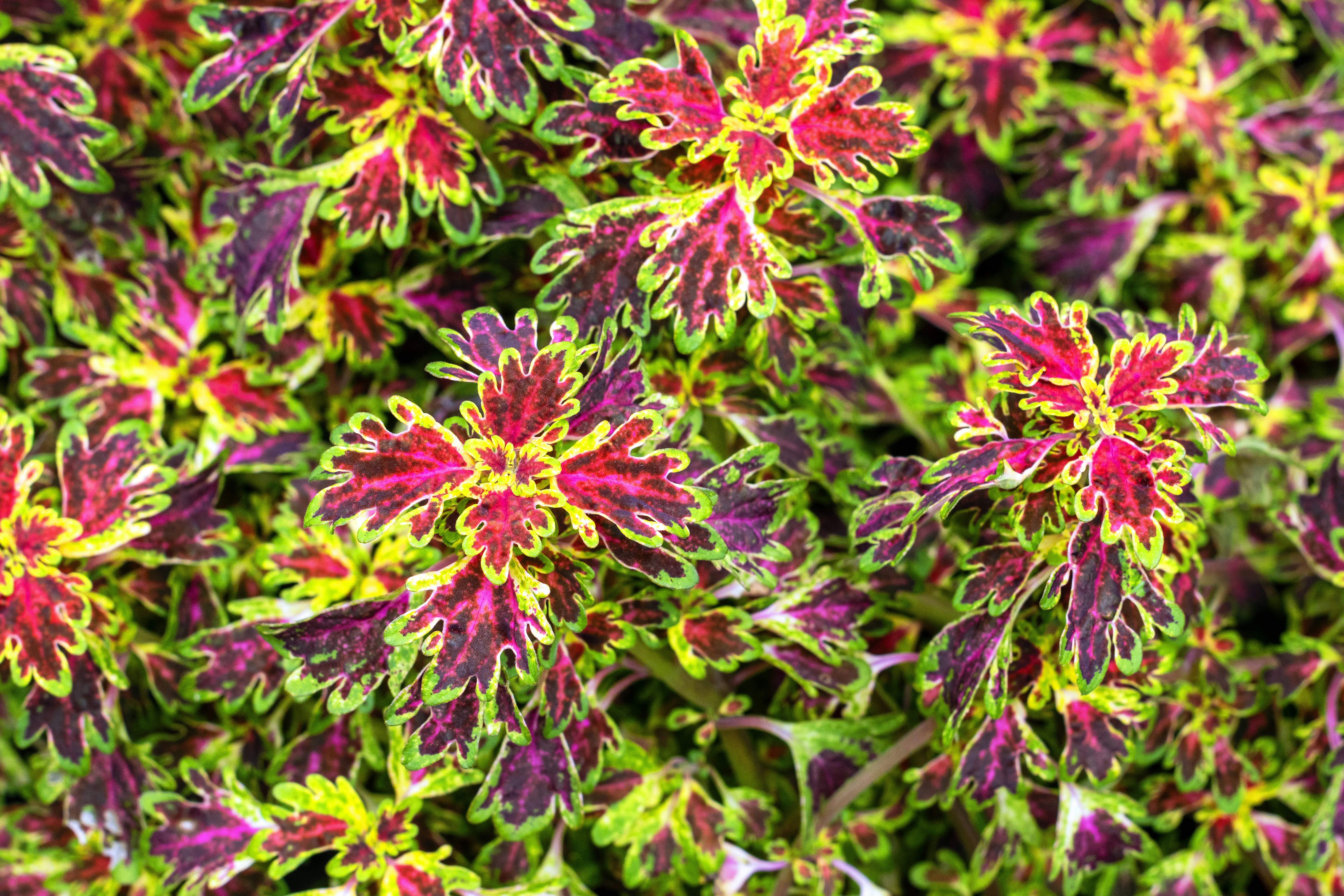 Folhagem vibrante do Coleus Coração-Magoado com tons de vermelho, roxo e bordas verdes marcantes