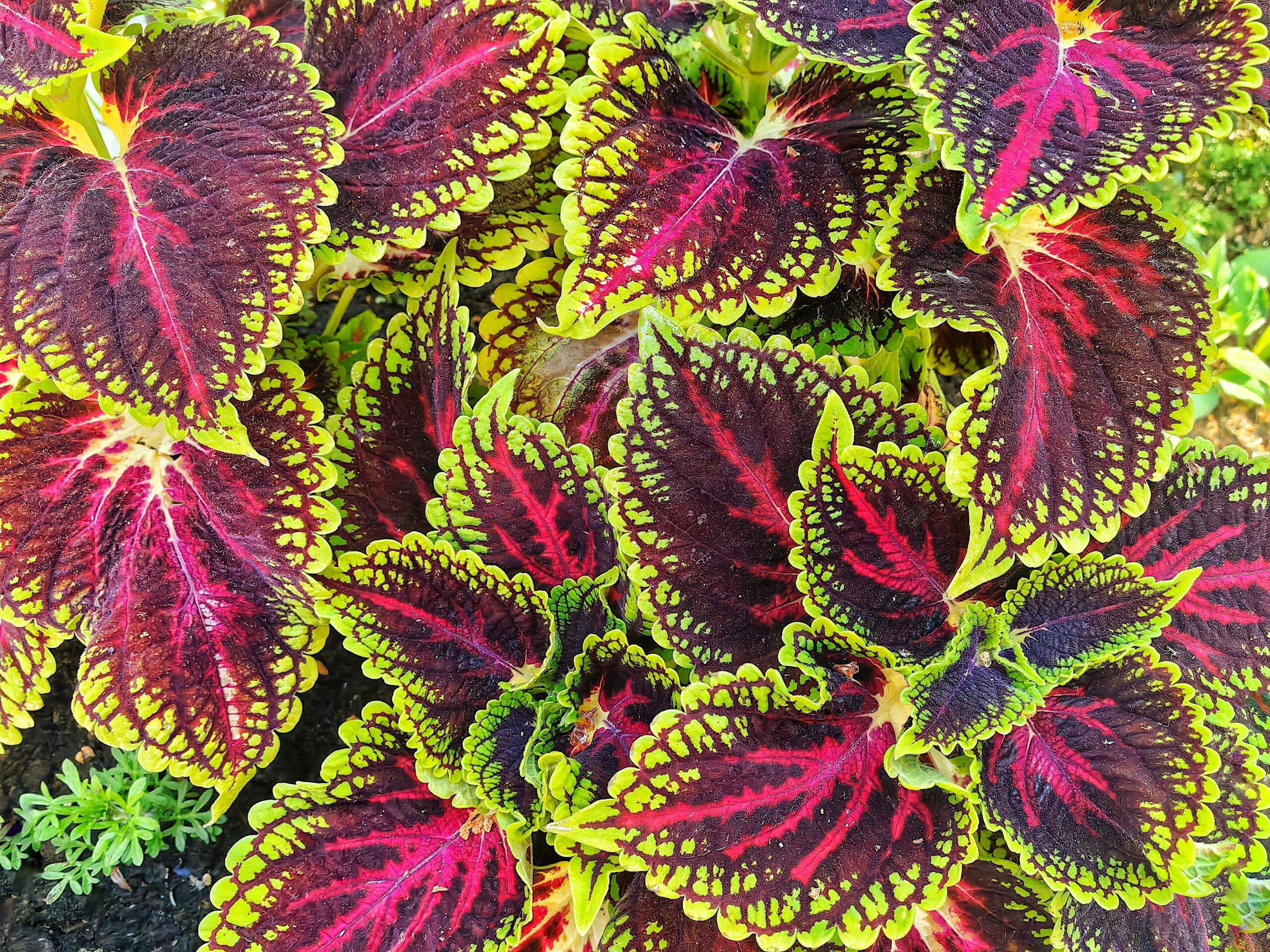 Folhagem vibrante do Coleus Kong Red, com folhas grandes em vermelho intenso e bordas verdes marcantes.