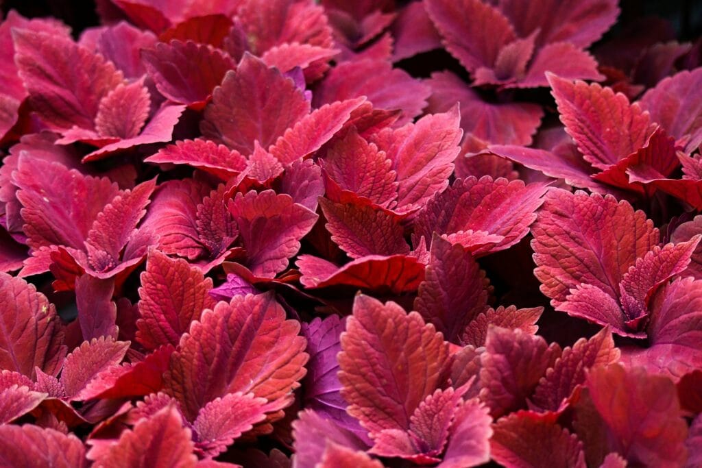 Folhas avermelhadas do Coleus Coração-Magoado em close, destacando sua cor vibrante e textura marcante.