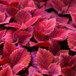 Folhas avermelhadas do Coleus Coração-Magoado em close, destacando sua cor vibrante e textura marcante.