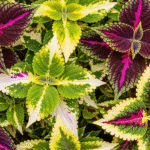 Folhas de Coleus multicoloridas vistas de cima.
