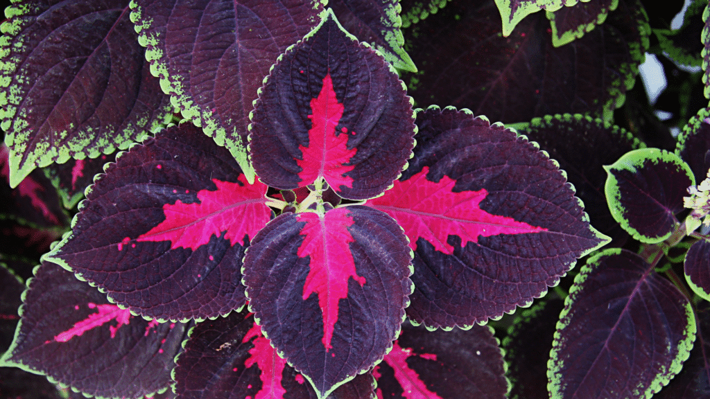 Folhas de coleus da variedade Chocolate Covered Cherry, com centro vermelho vibrante em formato de estrela, borda verde-limão e fundo roxo intenso.