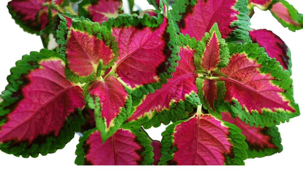 Folhas do Coleus Fairway Rose em destaque, com tons de rosa vibrante no centro e bordas verdes, planta ornamental compacta ideal para vasos e bordaduras.