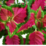 Folhas do Coleus Fairway Rose em destaque, com tons de rosa vibrante no centro e bordas verdes, planta ornamental compacta ideal para vasos e bordaduras.