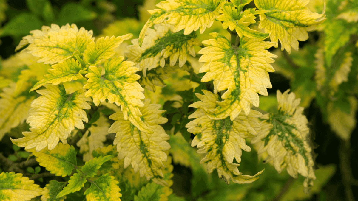 15 Tipos de Coleus Que Transformam Jardins e Vasos [2025]