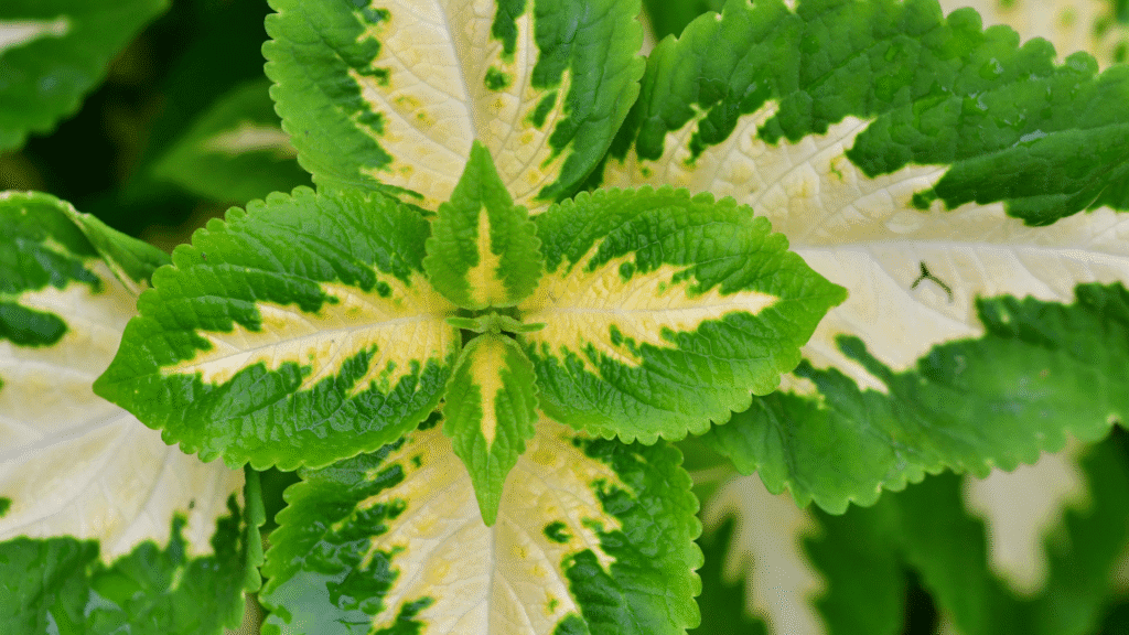Folhas grandes do Coleus Kong Lime Sprite em verde-limão com centro esbranquiçado, destacando sua beleza vibrante e refrescante