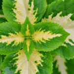 Folhas grandes do Coleus Kong Lime Sprite em verde-limão com centro esbranquiçado, destacando sua beleza vibrante e refrescante