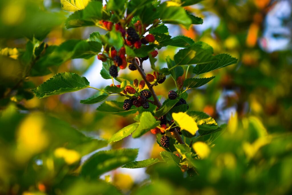 Galho de amoreira com folhas verdes e frutos em diferentes estágios de maturação, do vermelho ao roxo escuro.