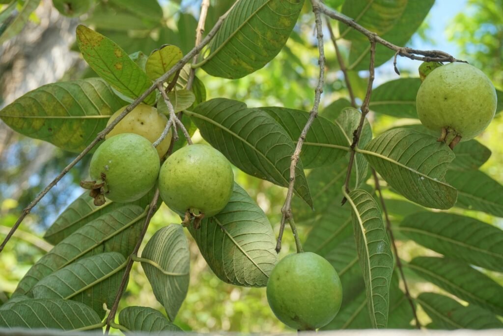 Goiabeira carregada com frutos verdes em meio às folhas largas.