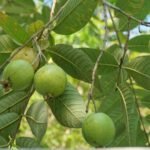 Goiabeira carregada com frutos verdes em meio às folhas largas.